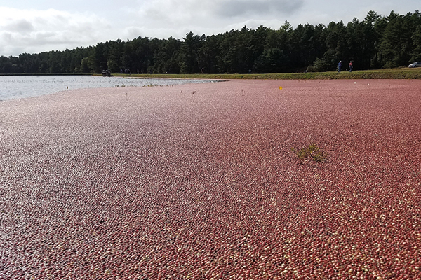 Cranberry Fever