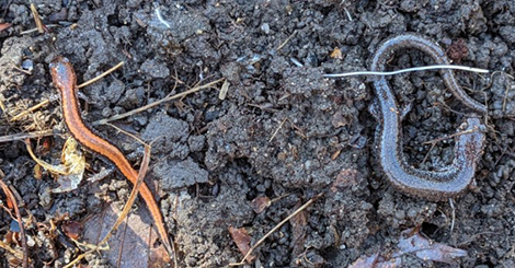 Two salamanders on top of dirt.