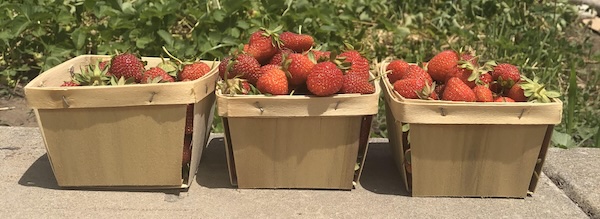 Strawberries