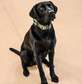 Zach the black lab looking up