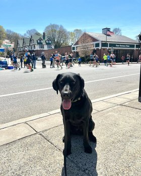 Zach the explosive detection k9 at the Boston Marathon with runners in background