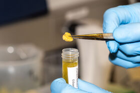 A small piece of coral is held by tweezers.