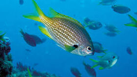 A yellow and gray fish diving underwater in Cabo Verde