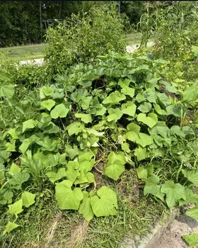 New additions to the garden