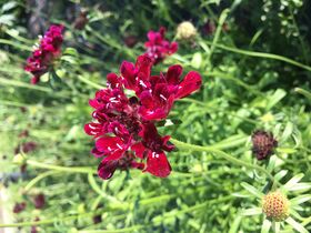 A close up of a purple pincushion flower in the dye garden at BSU