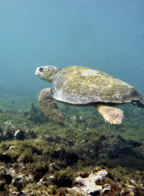 A sea turtle swimming underwater in Cabo Verde