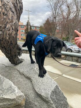 A dog wearing a blue vest stands on a rock