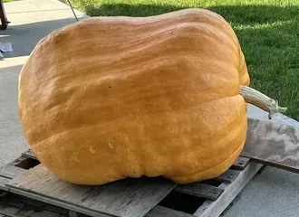 445 LBS pumpkin
