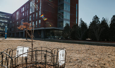 A gingko tree seedling sits on the grass in front of a brick building