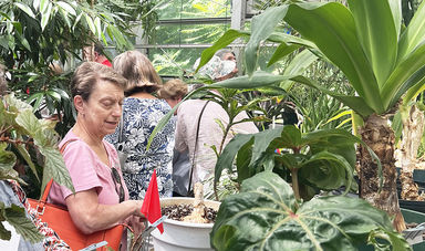 A senior college student inspects a plant in the BSU greenhouse