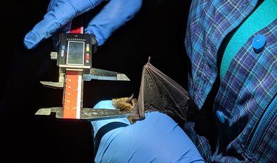 Studying bats in the field