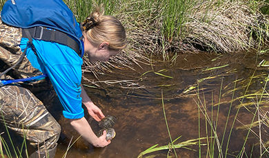 Kayla Keith handles a turtle while conducting field research in a wetland.