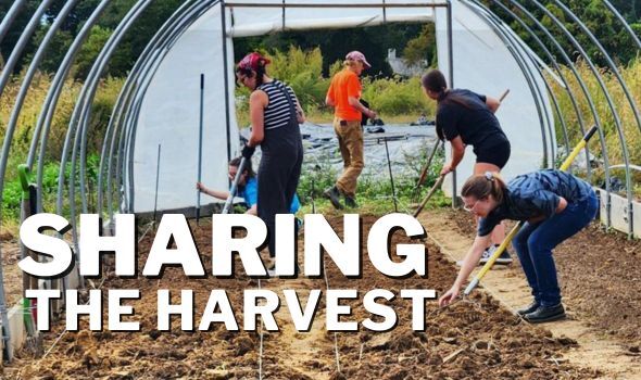 four students work in to rake rows of dirt and prepare the area for planting at Sharing the Harvest community farm