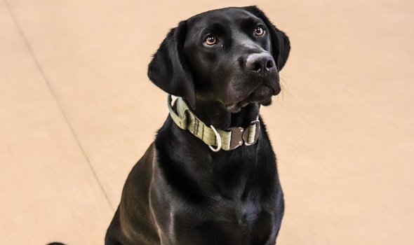 Zach the black lab looking up