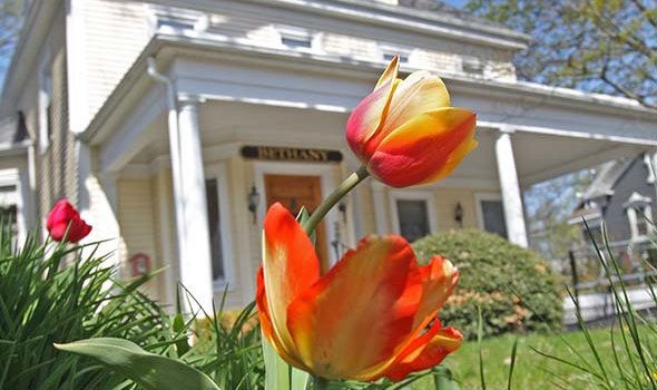 A tulip blooms in front of the Bethany House