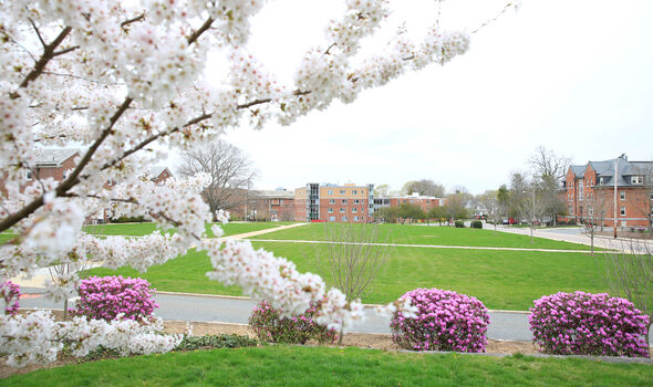 Spring view of Boyden quad from Boyden Hall with tree and bushes in bloom in foreground