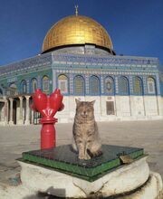 a large gray and black tiger cat sitting with its eyes closed on top of a square black and green metal raised manhole/well cover with a lock on it. There is a double headed red fire hydrant next to the metal cover and what might be a mosque with a golden dome and ornate blue, green and gold decor/pattern around the top half of the building. There is a light gray brick courtyard between the building in the background and the rest in the foreground