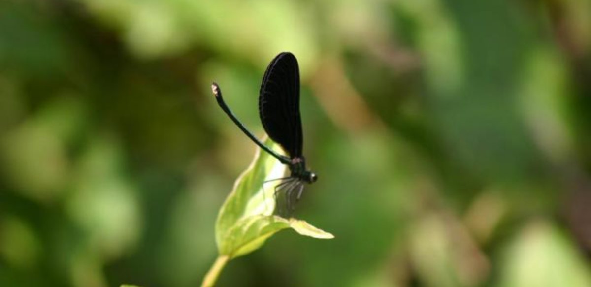Ebony jewelwing, Calopteryx maculate