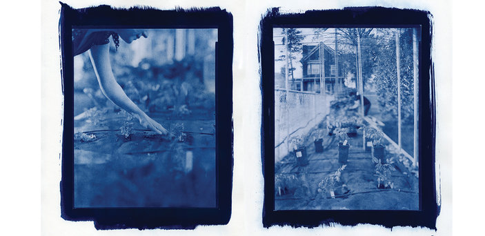 Two Cyanotypes