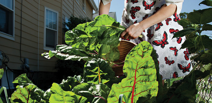 Inspecting Swiss Chard