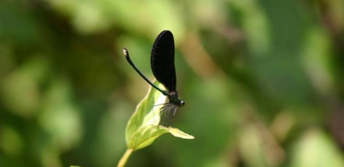 Ebony jewelwing, Calopteryx maculate