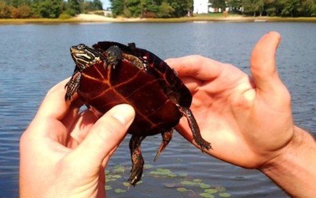 A student holds a painted turtle A student holds a painted turtle