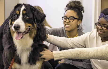 Students spend time with a therapy dog Students spend time with a therapy dog