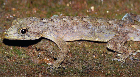 A species of gecko discovered by the international team of researchers. Below, Dr. Thilina Surasinghe works in the field in Massachusetts. (Top photo by Majintha Madawala, bottom photo by Drew Cambra, '21)