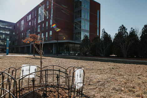 A gingko tree seedling sits on the grass in front of a brick building