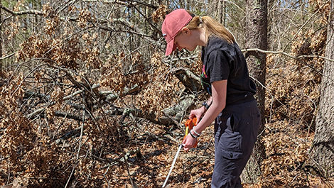 Grace Leopold uses a measuring tape while placing clay salamanders in the woods.