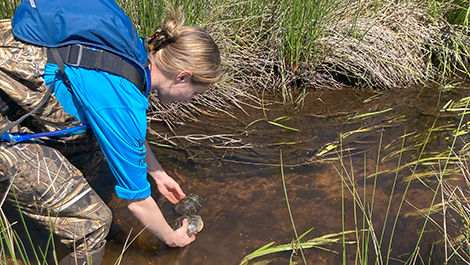 Kayla Keith handles a turtle while conducting field research in a wetland.
