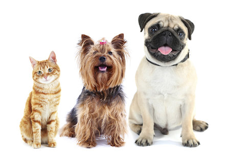 A cat and two dogs in a stock photo A cat and two dogs in a stock photo