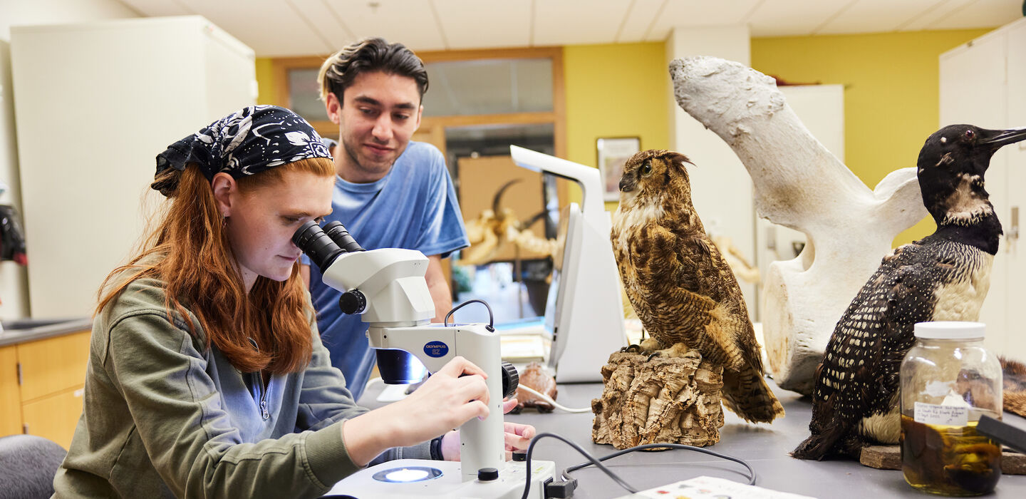 A student looks into a microscope while another looks on. The table they work on has other equipment, stuffed birds and a natural history book on it.